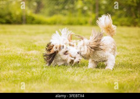 Zwei Shih Tzu-Hunde spielen auf dem Gras Stockfoto