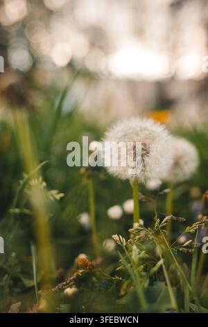 Weiße flauschige Löwenzahn-Samenköpfe stehen zwischen grünem Gras auf einem Feld. Sanfte Frühlingsökologie und natürliches Samenausbreitungskonzept. Stockfoto