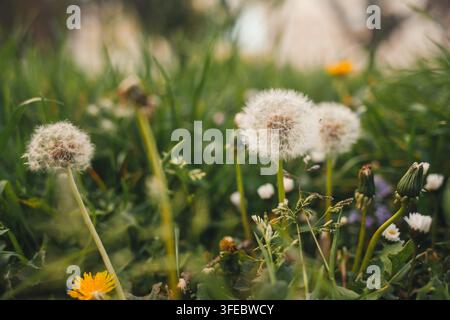 Weiße flauschige Löwenzahn-Samenköpfe stehen zwischen grünem Gras auf einem Feld. Sanfte Frühlingsökologie und natürliches Samenausbreitungskonzept. Stockfoto