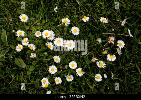 Weiße Gänseblümchen blühen in grünem Gras, Top-Down-Ansicht. Reines Blumenmuster erzeugt Gefühle von Frühlingsfrische und natürlicher Reinheit. Stockfoto
