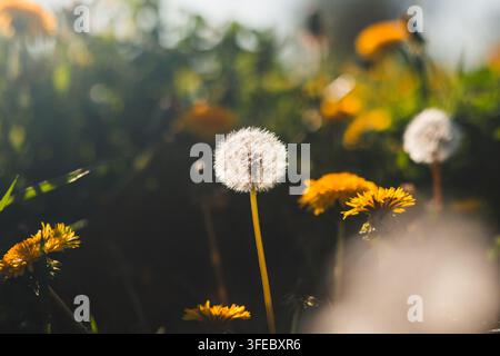Weißer flauschiger Löwenzahn-Samenkopf wächst zwischen gelben Blumen auf einer Wiese. Gegenlicht betont sanfte Natur und Frühlingshoffnung. Stockfoto