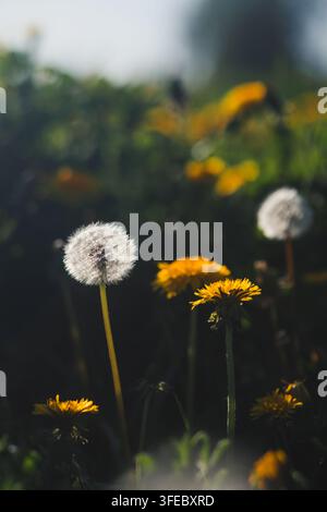 Weißer flauschiger Löwenzahn-Samenkopf wächst zwischen gelben Blumen auf einer Wiese. Gegenlicht betont sanfte Natur und Frühlingshoffnung. Stockfoto