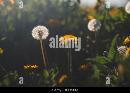 Flauschige Samenköpfe und gelbe Löwenzahn wachsen auf einem grünen Frühlingsrasen. Weiches Sonnenlicht schafft ein friedliches Gefühl von Natur und Freiheit. Stockfoto