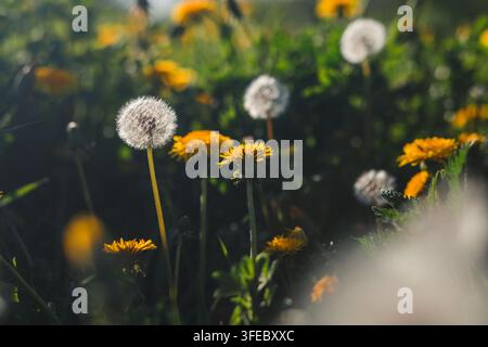 Flauschige Samenköpfe und gelbe Löwenzahn wachsen auf einem grünen Frühlingsrasen. Weiches Sonnenlicht schafft ein friedliches Gefühl von Natur und Freiheit. Stockfoto