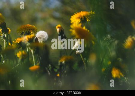 Gelbe Löwenzähne wachsen auf einer grünen Frühlingswiese. Helles Sonnenlicht beleuchtet Wildblumen und erzeugt ein frisches Gefühl. Stockfoto