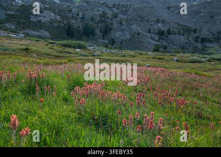 Castilleja, rote Indianerpinsel-Wildblumen blühen auf einer Wiese hoch in den Sierra Nevada-Bergen, Kalifornien, USA. Stockfoto