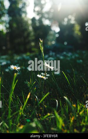 Kleine weiße Gänseblümchen wachsen in grünem Gras, das von der Morgensonne hinterleuchtet wird. Goldener Lichteffekt vermittelt Reinheit und ruhiges natürliches Wachstum. Stockfoto