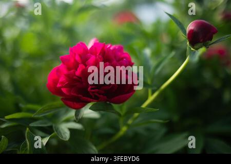 Lebendige rote Pfingstrose blüht zwischen grünen Blättern in einem Sommergarten. Weicher verschwommener Hintergrund unterstreicht natürliche Schönheit und romantische Leidenschaft. Stockfoto