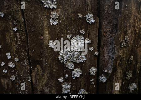 Grauer Flechtenbewuchs auf einer dunklen Holzrindoberfläche. Natürliche Textur, die organisches Wachstum und Waldverfall einfängt. Stockfoto