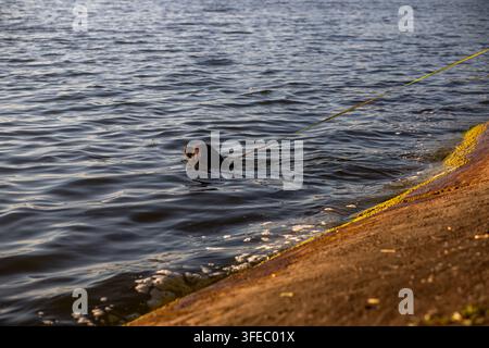 Ein schwarzer Hund schwimmt im sonnenbeschienenen, sich kräuselnden Wasser. Die Szene fängt einen Moment freudvoller Bewegung und hundeeigener Erholung im Freien ein. Stockfoto
