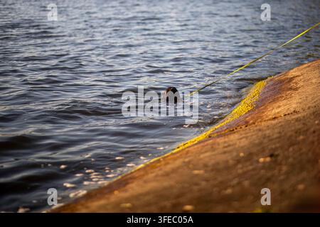 Ein schwarzer Hund schwimmt im sonnenbeschienenen, sich kräuselnden Wasser. Die Szene fängt einen Moment freudvoller Bewegung und hundeeigener Erholung im Freien ein. Stockfoto