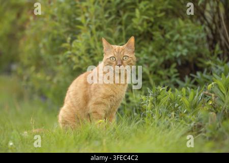 Ingwer-Tigerkatze sitzt im grünen Gras Stockfoto