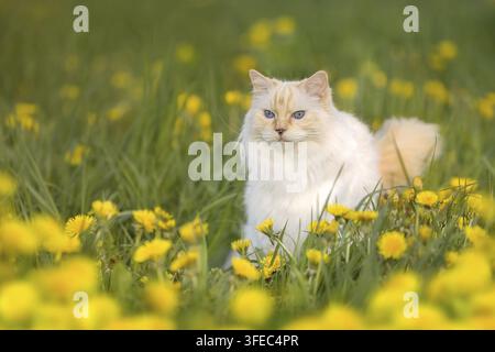 Ragdoll-Katze sitzt in einem Löwenzahnfeld Stockfoto