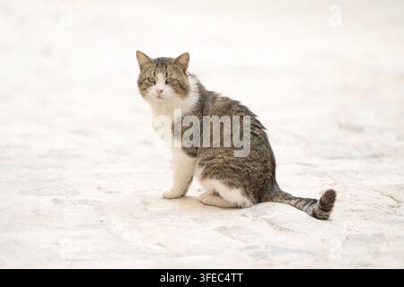 Hauskatze sitzt auf hellem Steinboden Stockfoto