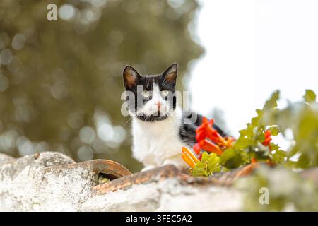 Hauskatzenkätzchen späht über eine Steinmauer Stockfoto