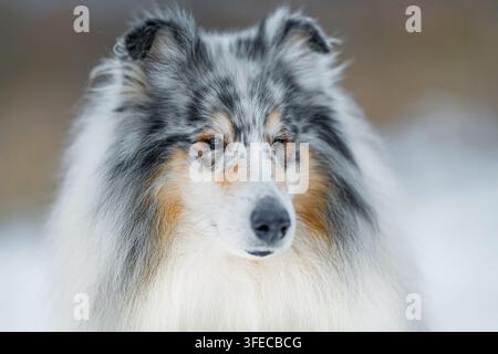 Porträt eines Rough Collies mit blauem Auge Stockfoto