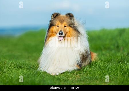 Rough Collie ruht entspannt auf grüner Wiese Stockfoto