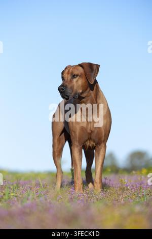Rhodesian Ridgeback Stockfoto