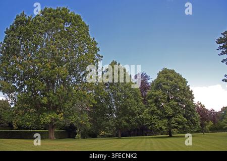 Sycamore-Baum auf dem Gelände von Hartsfield Manor Betchworth Surrey England Stockfoto