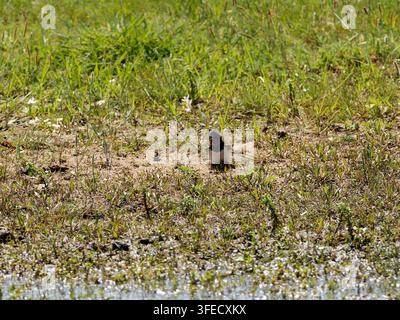 Schwalbe (Hirundo rustica) sitzt nahe an der Bodenvegetation in Rosnay. Stockfoto