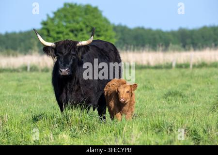 Schwarzes Hochlandrind mit braunem Kalb auf der Wiese Stockfoto