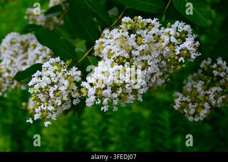 Krappmyrte (Lagerstroemia indica) blüht. Lythraceae laubabwerfend. Die farbenfrohen, flauschigen Blüten lassen einen die Sommerhitze vergessen. Stockfoto