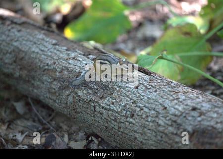 Ein kleiner Oststreifenhörnchen steht auf einem gefallenen Baumstamm in einer üppigen Waldumgebung mit grünem Laub im Hintergrund. Stockfoto