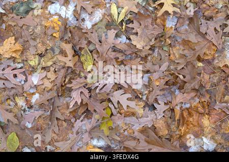 Trockene braune Eichen- und Ahornblätter bedecken den Boden, vermischt mit Flecken von schmelzendem Schnee im Spätherbst. Stockfoto