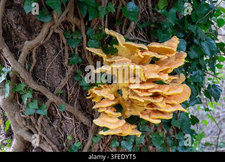 Lebendiger Hähnchen-des-Waldes-Pilz, der auf einem mit Efeu bedeckten Baumstamm im Wald wächst Stockfoto
