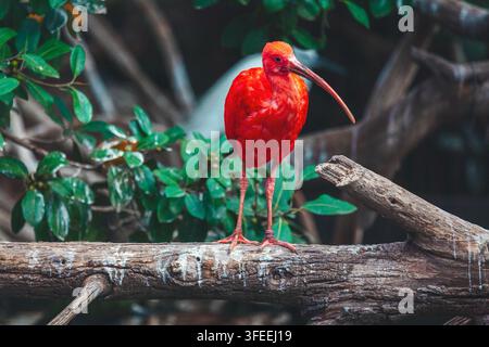 Roter Ibis steht auf einem verwitterten Ast mit einem gebogenen Schnabel, umgeben von glänzendem grünem Laub in einer Waldlandschaft. Scharlachroter Tropenvogel steht Stockfoto