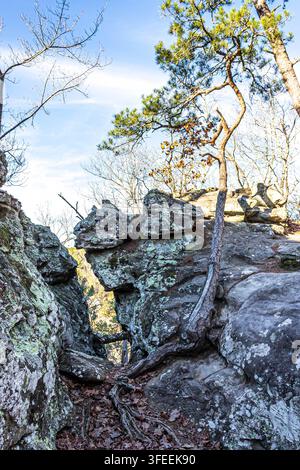 Knickige Kiefer, die auf einer felsigen Aussichtsplattform am Bear Cave Trail im Petit Jean State Park in Arkansas wächst Stockfoto