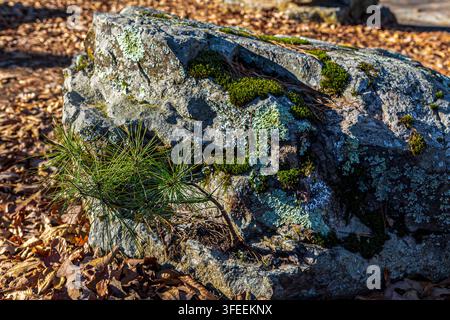 Winziger Kiefernsämling, der aus moosigem Sandstein hervorkommt, im Petit Jean State Park Arkansas Stockfoto