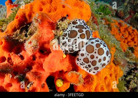 Gepunktete Meeresschnecken oder gepunktete Meerkühe, Peltodoris atromaculata (Synonym: Discodoris atromaculata), Adriatisches Meer, Mittelmeer, Insel Brac, Kroatien Stockfoto