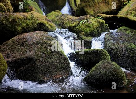 Stromender Waldbach, der über moosbedeckte Felsbrocken unterhalb der Watson Falls stürzt Stockfoto