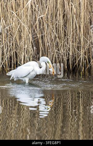 Silberreiher Stockfoto