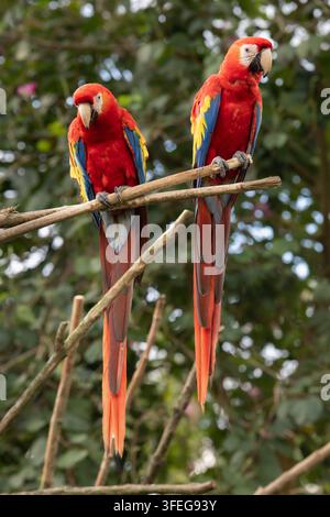 Scharlachara Ara macao, auch Hellroter Ara oder Arakanga, Papagei, Paar, Südamerika, Mittelamerika, Bali, Indonesien mcpins *** Scharlachara Ara maca Stockfoto