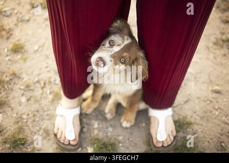 Australian Shepherd Stockfoto
