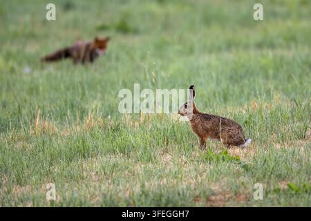 zwei europäische Braune Hasen, die auf einer Wiese grasen, Fuchs im Hintergrund Stockfoto