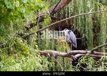 Graureiher (Ardea cinerea) steht auf einem Ast, Budapester Zoo, Budapest, Ungarn Stockfoto
