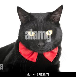 schwarze Katze vor weißem Hintergrund Stockfoto