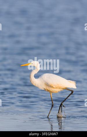 Seerose Ardea alba, erwachsen waten, Suffolk, England, August Stockfoto