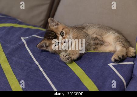 Ein junges goldbraunes Kätzchen liegt auf einem blau gemusterten Kissen und schaut mit großen Augen in die Kamera in einer entspannten, gemütlichen Heimatsituation. Stockfoto