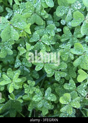 Nahaufnahme einer flachen Lage von grünen Kleeblättern, die mit frischen Morgentautropfen bedeckt sind. Stockfoto