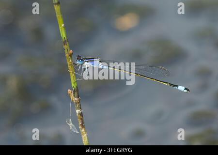 Große Pechlibelle, Große Pechlibelle, Pechlibelle, Weibchen, Pech-Libelle, Ischnura elegans, gemeine Ischnura, Ischnura, Blauschwanzdamselfliege, gemein Stockfoto