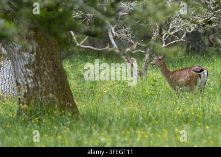 Damhirsch, Dam-Hirsch, Damwild, Weibchen, Kuh, Dam-Wild, Cervus dama, Dama dama, Damhirsch, Europäischer Damhirsch, Gewöhnlicher Damhirsch, Weibchen, Ricke, L Stockfoto