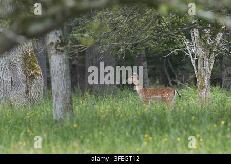 Damhirsch, Dam-Hirsch, Damwild, Weibchen, Kuh, Dam-Wild, Cervus dama, Dama dama, Damhirsch, Europäischer Damhirsch, Gewöhnlicher Damhirsch, Weibchen, Ricke, L Stockfoto