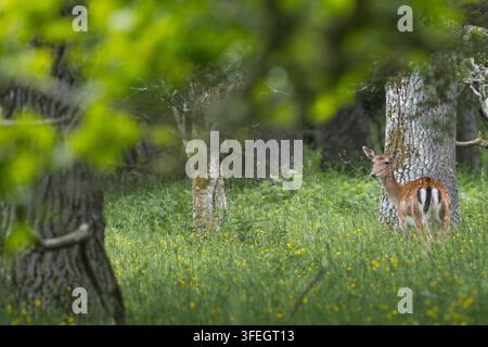 Damhirsch, Dam-Hirsch, Damwild, Weibchen, Kuh, Dam-Wild, Cervus dama, Dama dama, Damhirsch, Europäischer Damhirsch, Gewöhnlicher Damhirsch, Weibchen, Ricke, L Stockfoto