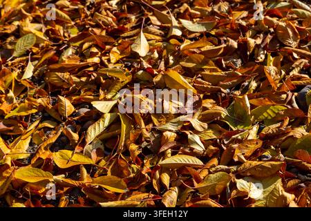 Nahaufnahme eines dicken Teppichs aus gefallenen Herbstblättern in lebhaften Schattierungen von Gelb, Orange und Braun, die über dunklen kiesigen Boden verstreut sind. Sonnenlicht i Stockfoto