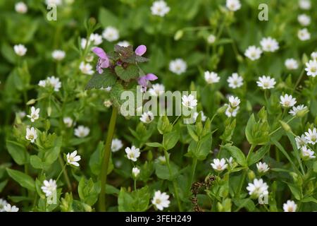 Lila Blume zwischen weißen Blumen des Buchweizens auf einer grünen Wiese im Frühling Stockfoto