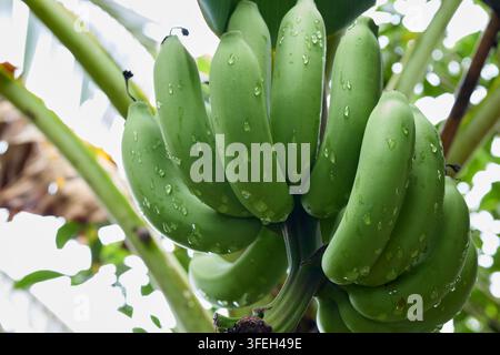 Bündel grüner Bananen mit Wassertropfen am Baum Stockfoto